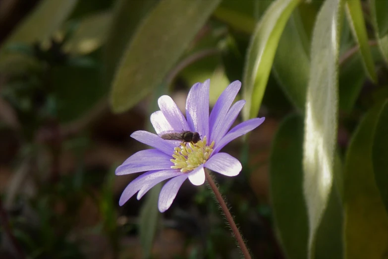 a bee sitting on top of a purple flower, by Robert Brackman, hurufiyya, early spring, shaded, aussie, daisy