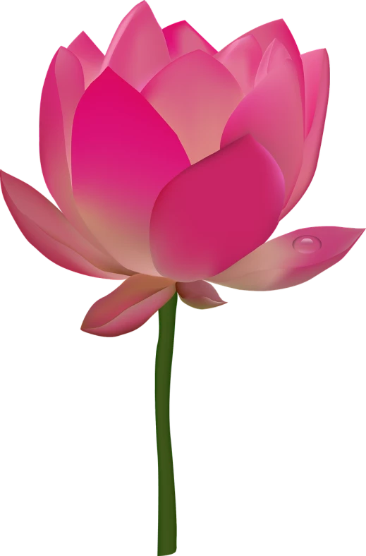 a close up of a pink flower on a black background, a digital painting, hurufiyya, lotus, romantic simple path traced, full res, drops