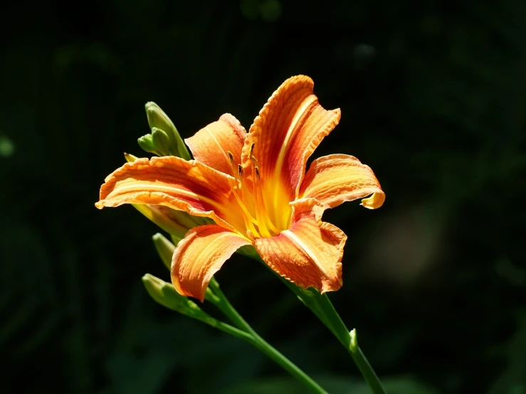 a close up of a flower on a stem, by Tom Carapic, lily flower, dark orange, sun shining, various posed
