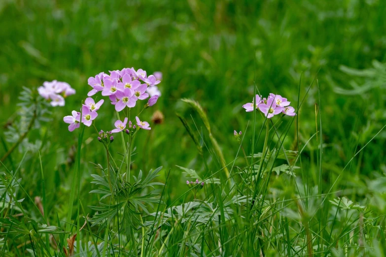 a group of purple flowers sitting on top of a lush green field, a portrait, by Richard Carline, flickr, light pink tonalities, panorama, f / 1. 9 6. 8 1 mm iso 4 0, miniature cosmos