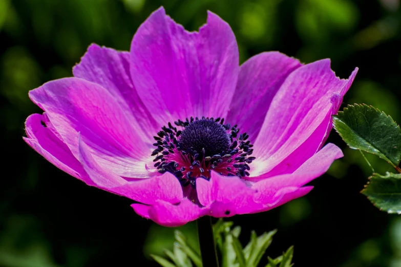 a close up of a purple flower with green leaves, a portrait, by Jan Rustem, flickr, anemone, hot pink and black, various posed, the platonic ideal of flowers