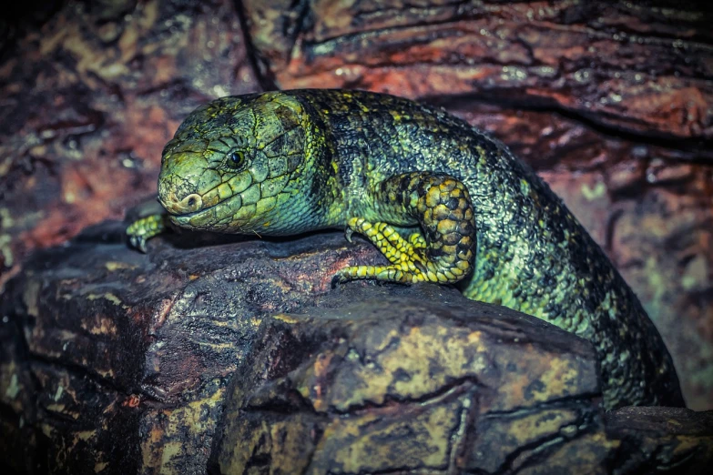 a close up of a lizard on a rock, by Niels Lergaard, hdr!, in the zoo exhibit, 🦩🪐🐞👩🏻🦳, gold green creature