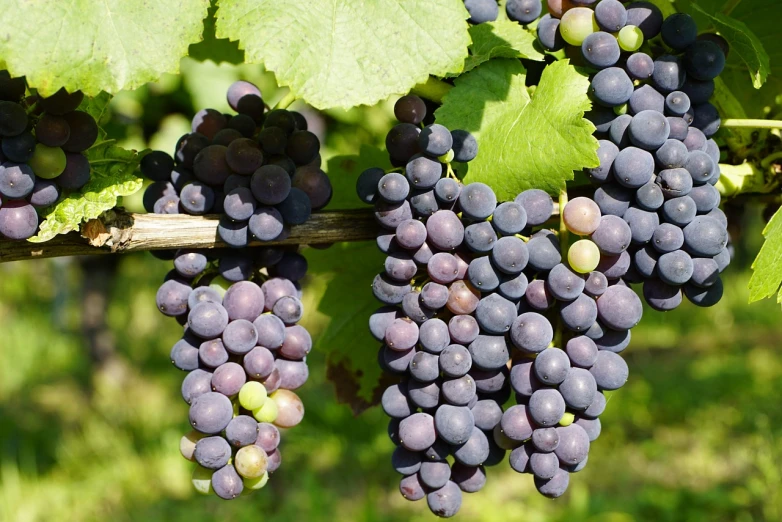 a bunch of grapes hanging from a vine, by Dietmar Damerau, shutterstock, figuration libre, lower saxony, 1 6 x 1 6, detailed zoom photo, stock photo