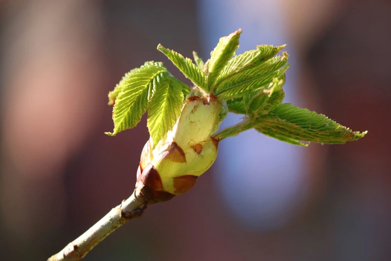 a close up of a leaf on a branch, pixabay, hurufiyya, flowering buds, elm tree, stock photo