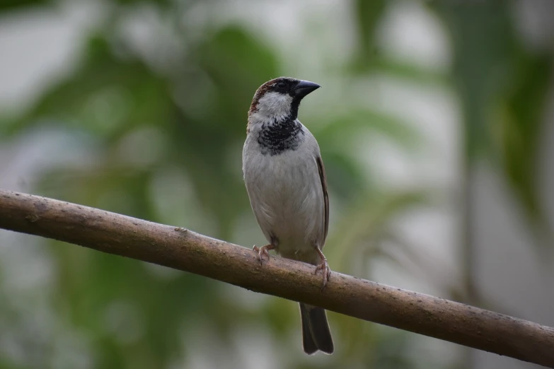 a small bird sitting on top of a tree branch, a portrait, arabesque, sparrows, bangalore, jamaican, closeup photo