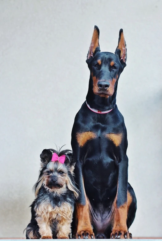 a couple of dogs sitting next to each other, a portrait, by Aleksander Kotsis, pexels, tall and slim, big sister, black and brown, portrait of a pink gang