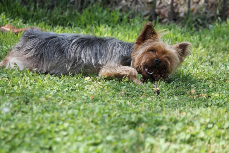 a small dog laying on top of a lush green field, snarling dog teeth, yorkshire terrier, very sharp photo, high res photo