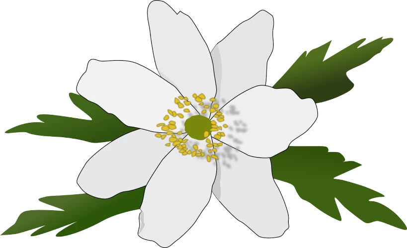 a white flower with green leaves on a white background, an illustration of, by Alexander Scott, pixabay, hurufiyya, michilin star, complete body view, louisiana, cut-scene