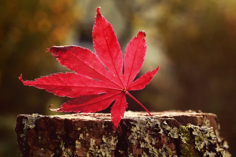 a red leaf sitting on top of a tree stump, a picture, hurufiyya, profile pic, beautiful background, 420
