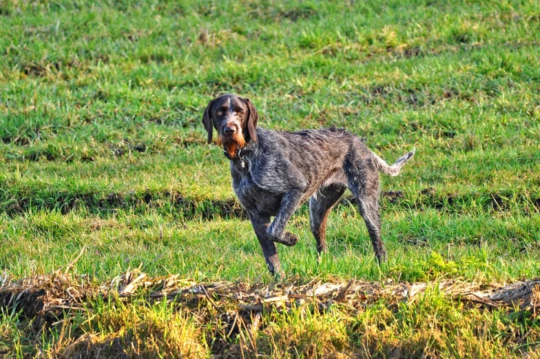 a dog running across a lush green field, by Juergen von Huendeberg, pixabay, renaissance, fur with mud, hunting, full body shot close up, pepper
