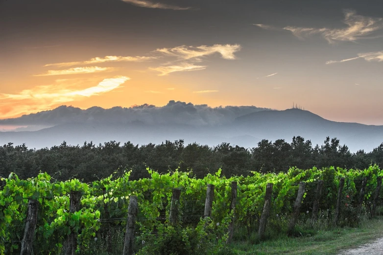 a view of a vineyard with mountains in the background, a picture, by Etienne Delessert, shutterstock, crepuscule, bizzaro, summer 2016, skyline