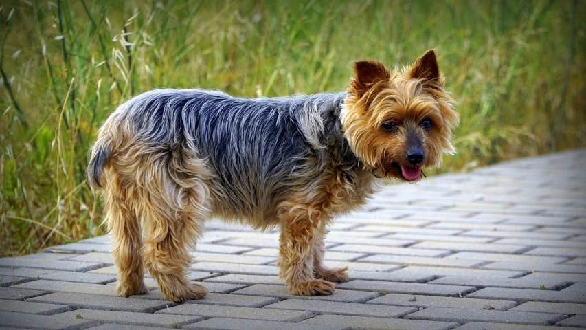 a small dog standing on a brick walkway, a photo, pixabay, photorealism, yorkshire terrier, deep wrinkles!, small blond goatee, smoky