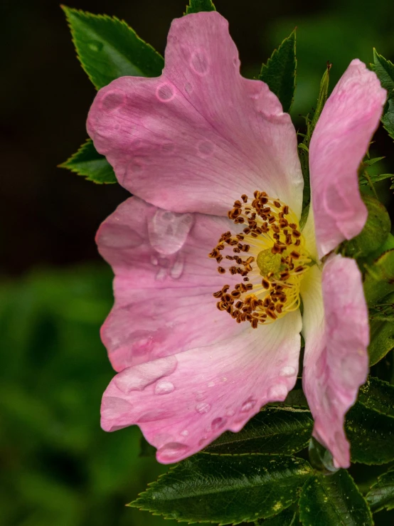 a close up of a pink flower with green leaves, a portrait, by Jan Rustem, just after rain, rose-brambles, manuka, paul barson