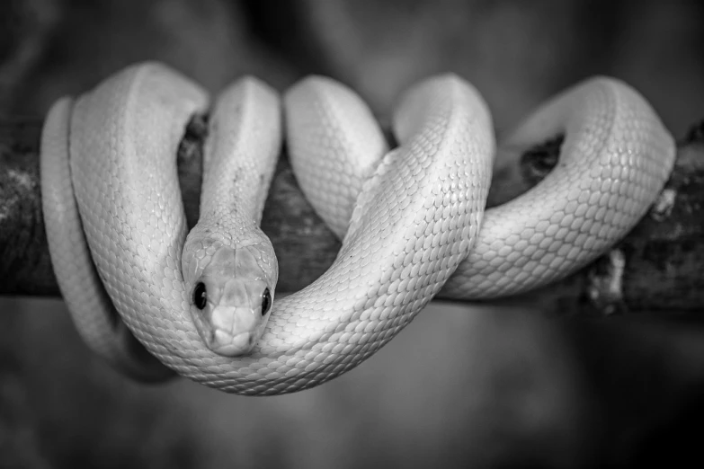 a close up of a snake on a branch, a portrait, by Adam Marczyński, trending on pixabay, minimalism, white and black, stacked, with a long white, maxwell boas