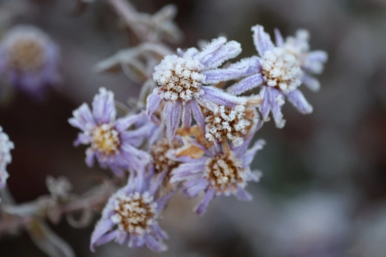 a close up of a plant with frost on it, shutterstock, light purple mist, gold flaked flowers, garis edelweiss, highly detailed shot