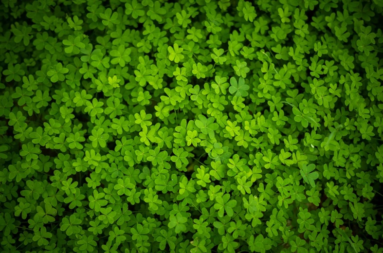 a close up of a bunch of green leaves, by Andrew Domachowski, hurufiyya, background full of lucky clovers, verdant plant wall, subtle pattern, seedlings