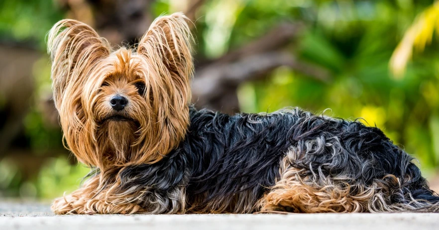 a dog that is laying down on the ground, a portrait, by Matt Stewart, trending on pixabay, modernism, yorkshire terrier, hair fluttering in the wind, about to step on you, brazilian