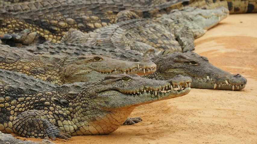 a group of crocodiles sitting next to each other, pixabay, photorealism, 🦩🪐🐞👩🏻🦳, smug grin, detailed zoom photo, walking