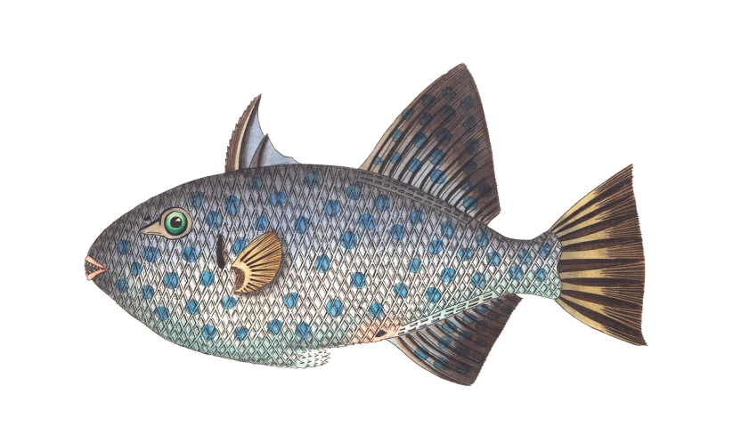 a close up of a fish on a black background, an illustration of, by Robert Bryden, blue scales with white spots, h. hydrochaeris, large head, various posed