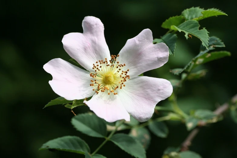 a close up of a flower on a plant, by Jan Henryk Rosen, rose-brambles, from wikipedia, pale head, william open