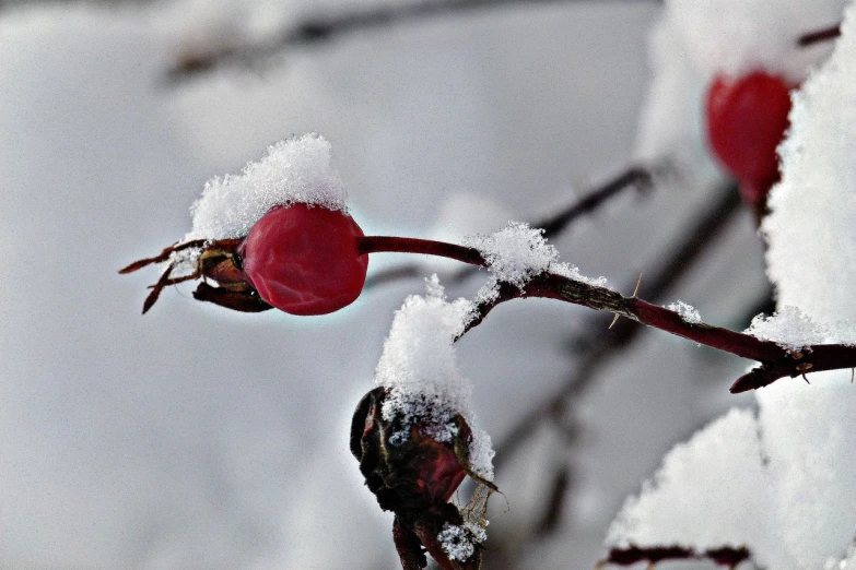 a close up of a branch of a tree covered in snow, a photo, pixabay, romanticism, rose-brambles, submerged in cranberries, closeup photo, salt