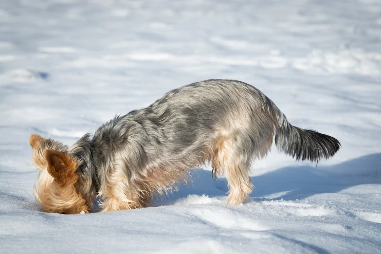 a dog that is standing in the snow, by Aleksander Gierymski, shutterstock, bauhaus, bending over, yorkshire terrier, mixed animal, stalking