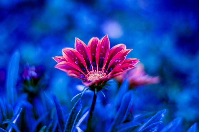 a red flower sitting on top of a lush green field, a picture, by Jan Rustem, art photography, blue and pink colors, chrysanthemum, blue and pink lighting, very beautiful photo