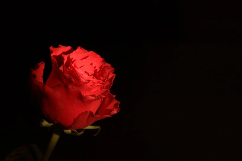 a single red rose against a black background, a picture, lights with bloom, from the side, one is red, dark