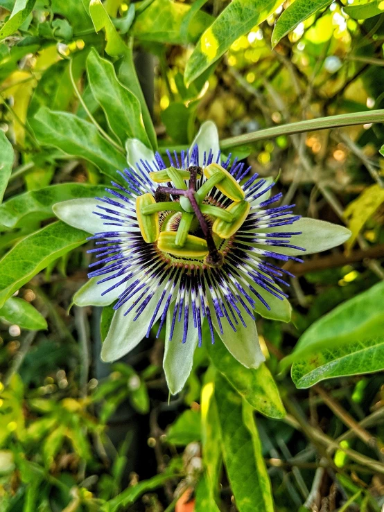 a close up of a flower on a tree, a portrait, passion flower, highly detailed beautiful, vicious snapping alligator plant, high angle close up shot