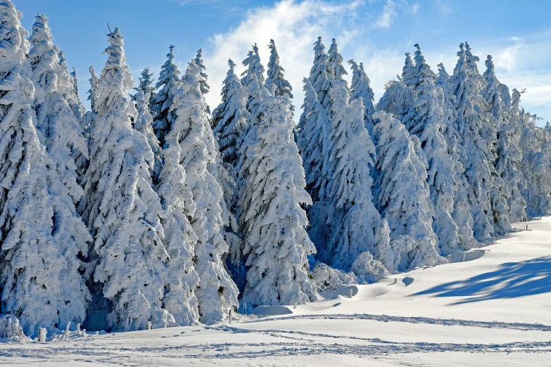 a man riding skis down a snow covered slope, a picture, inspired by Arthur Burdett Frost, pexels, spruce trees on the sides, covered in white flour, heavy forest outside, diamond trees