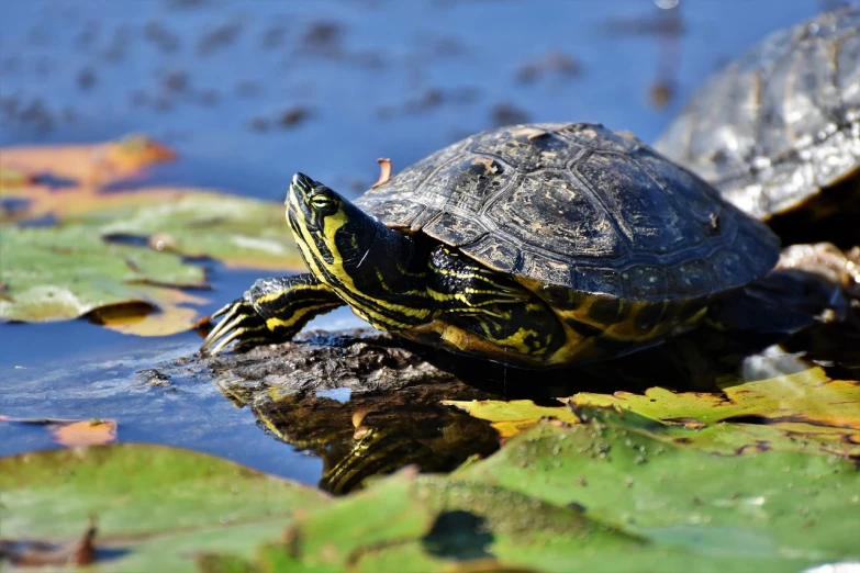 a turtle sitting on top of a leaf covered body of water, a picture, by Maksimilijan Vanka, pixabay, hurufiyya, side profile shot, by greg rutkowski, 🦩🪐🐞👩🏻🦳, hunting