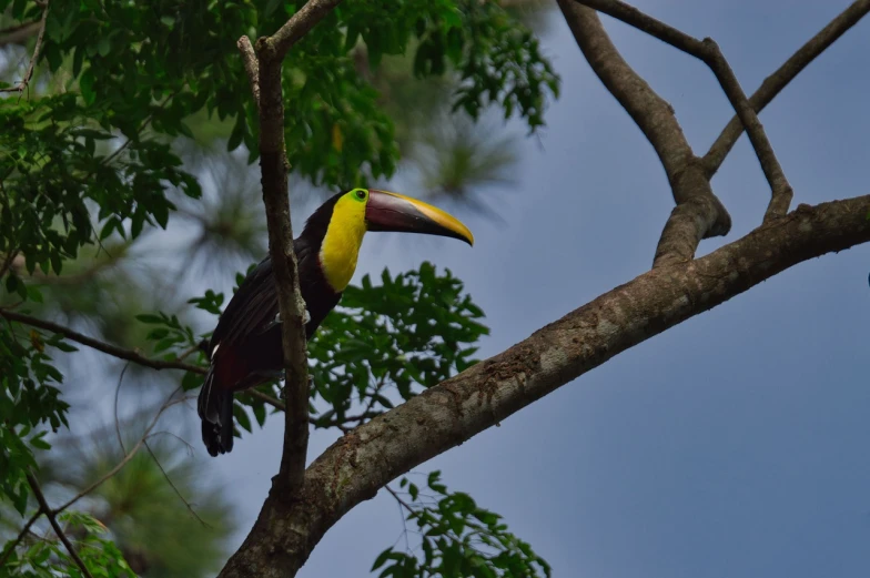 a colorful bird sitting on top of a tree branch, flickr, hurufiyya, toucan, low angle photo, as seen from the canopy, portait photo