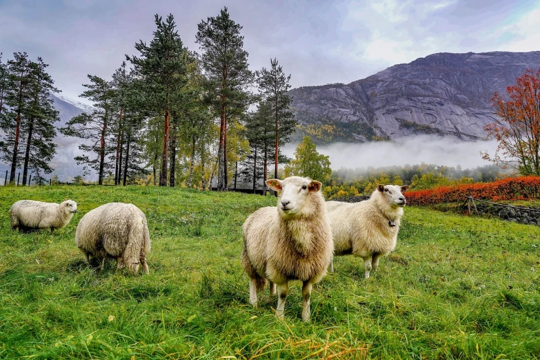 a herd of sheep standing on top of a lush green field, a picture, by Eero Snellman, trending on pixabay, romanticism, fjords in background, autumn season, in a cloud, three animals