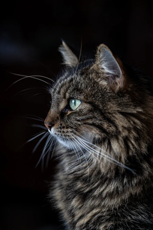 a close up of a cat with green eyes, a portrait, by Mandy Jurgens, shutterstock, soft light from the side, portrait of rugged zeus, full profile, 7 0 mm. dramatic lighting