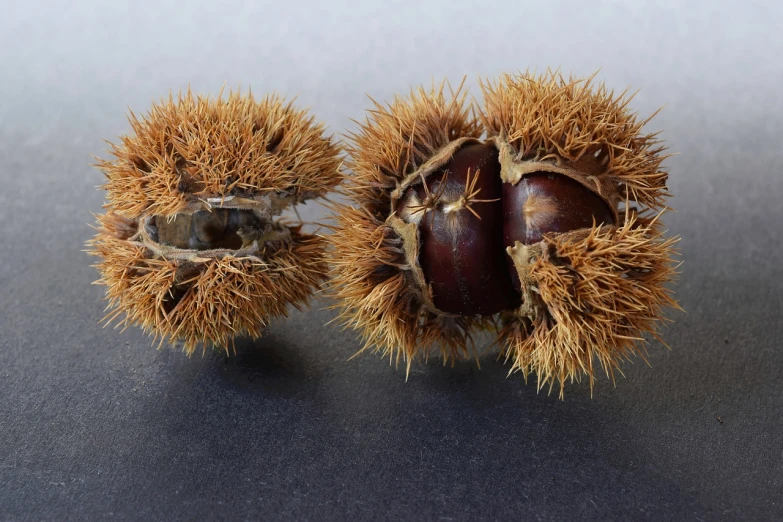 a couple of nuts sitting on top of a table, a macro photograph, by Yasushi Sugiyama, polycount, hurufiyya, huge spikey teeth, autumn season, 1960s-era, chestnut hair