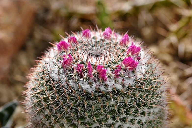 a close up of a cactus plant with pink flowers, a photo, highly detailed product photo, with snow covered colourful red, an ancient, dew