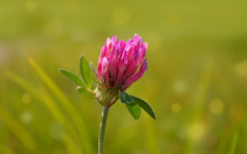 a pink flower sitting on top of a lush green field, by Dietmar Damerau, hurufiyya, four leaf clover, short telephoto, ireland, beautiful flower