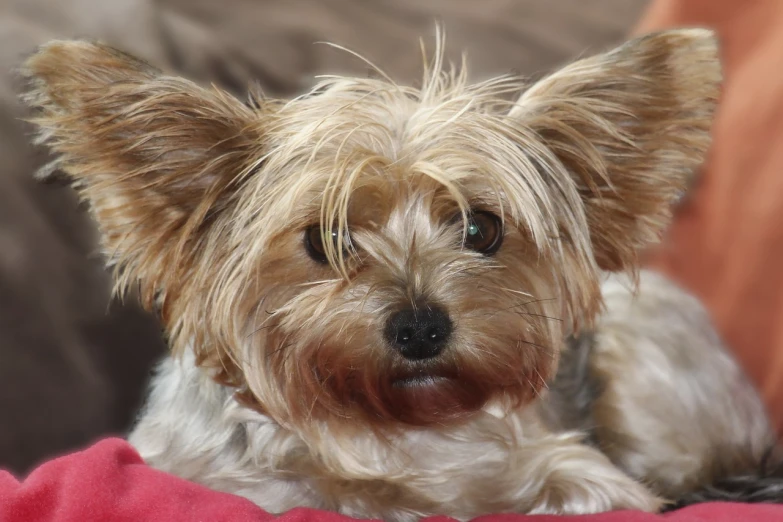 a close up of a small dog on a couch, a portrait, pixabay, hurufiyya, stern face, fluffy ears and a long, finely detailed face features, in the sun