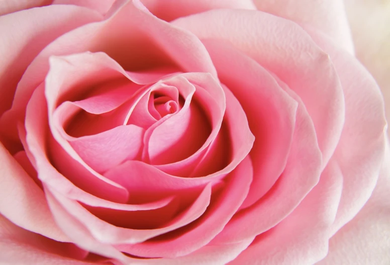 a close up of a pink rose on a white background, by Julian Allen, high detailed close up of, award winning ”