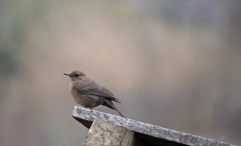 a small bird sitting on top of a wooden bench, a picture, by Jan Tengnagel, flickr, mingei, ringlet, muted brown, pot-bellied, 1 female