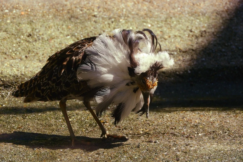 a close up of a bird with feathers on it's head, a photo, flickr, fighting, ultra realistic”, skeksis, tail raised