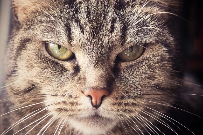 a close up of a cat with green eyes, a portrait, by Terese Nielsen, shutterstock, fierce expression 4k, short light grey whiskers, highly detailed picture, garfield cat face