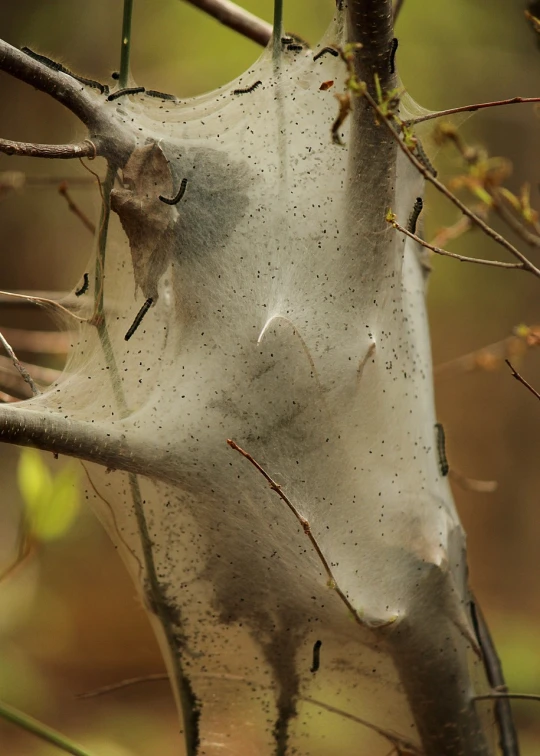 a spider web hanging from a tree branch, by Robert Brackman, flickr, surreal alien ribbed white fruit, face covered in moths, partially covered with dust, eucalyptus