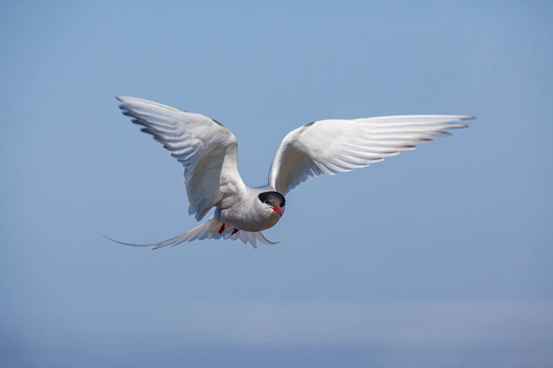 a bird that is flying in the sky, by Juergen von Huendeberg, flickr, arabesque, dressed a long white, theron, wild species photography, forward facing angle