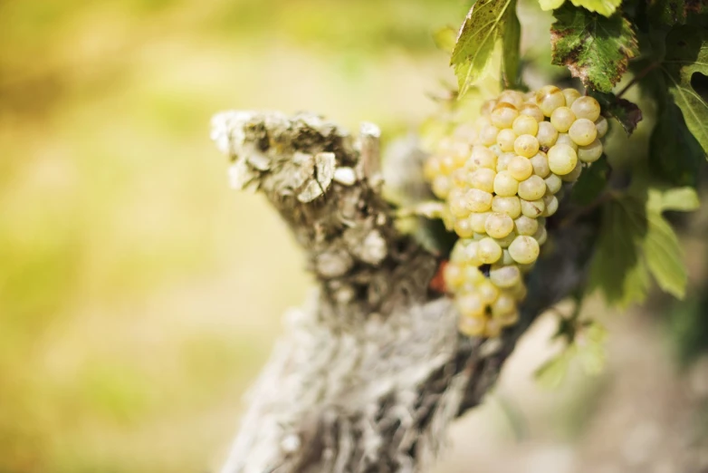 a close up of a bunch of grapes on a tree, a tilt shift photo, by Emanuel de Witte, romanticism, dressed in an old white coat, high details photo