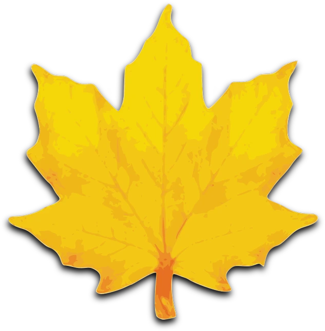 a yellow maple leaf on a white background, an illustration of, by Jaakko Mattila, excellent, foam, badge, full color illustration