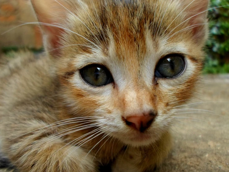 a close up of a kitten looking at the camera, a picture, by Maksimilijan Vanka, pixabay, photorealism, sfw, wallpaper - 1 0 2 4, close up high detailed, mid closeup