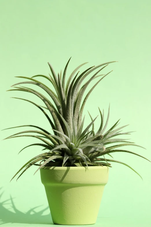 a close up of a plant in a pot, a pastel, by Peter Alexander Hay, shutterstock, spiked, green wall, highly detailed product photo, miniature product photo