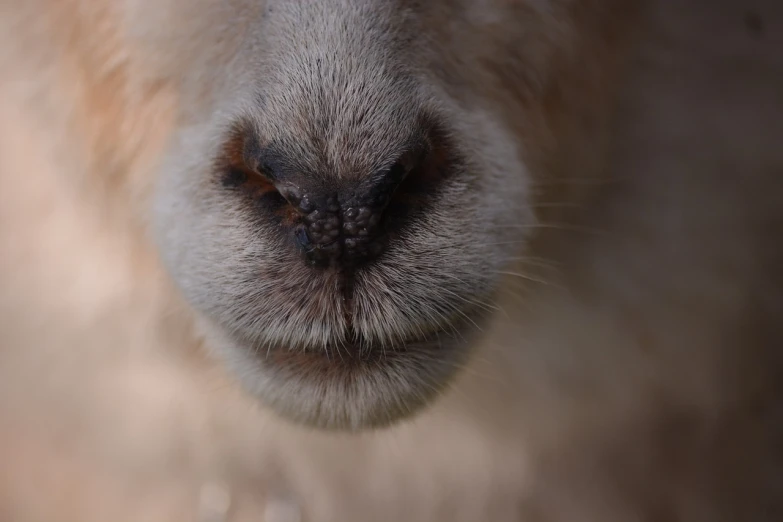 a close up of a sheep's nose with a blurry background, a macro photograph, llama, face photo