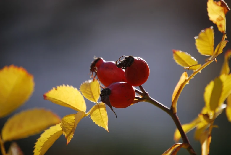 a couple of red berries sitting on top of a tree, a macro photograph, by Jan Rustem, pixabay, melanchonic rose soft light, (bee), autumn colors, trio